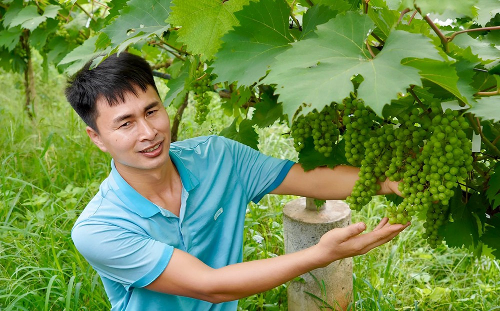 Đảo Nho Sữa Thác Bà - Vườn nho xanh mướt bên hồ