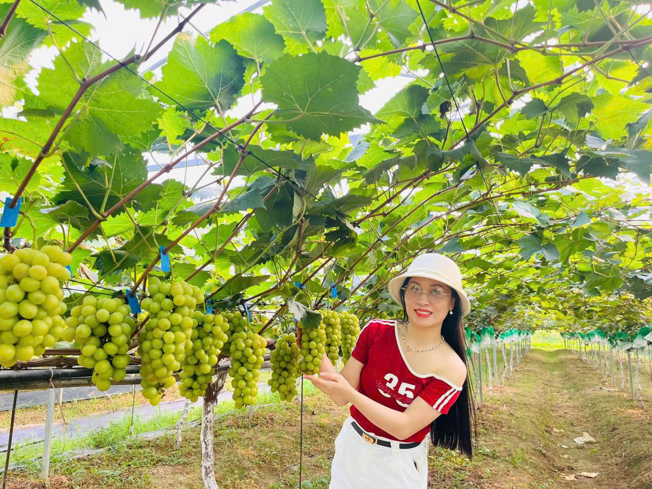 Nho Hạ Đẹn - Quả nho chín mọng, vị chua ngọt đặc trưng