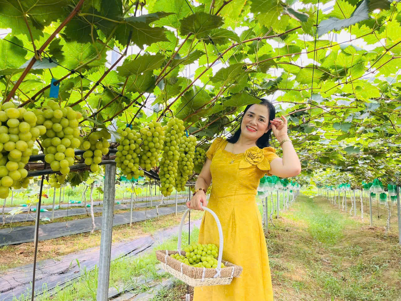 Nho Hạ Đẹn - Quả nho chín mọng, vị chua ngọt đặc trưng