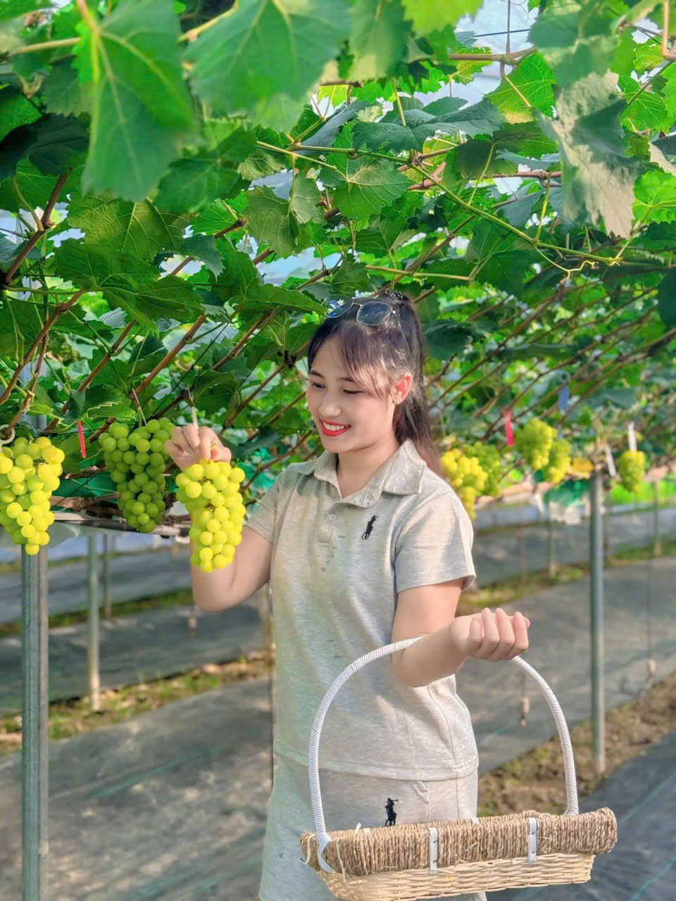 Nho Hạ Đẹn - Quả nho chín mọng, vị chua ngọt đặc trưng
