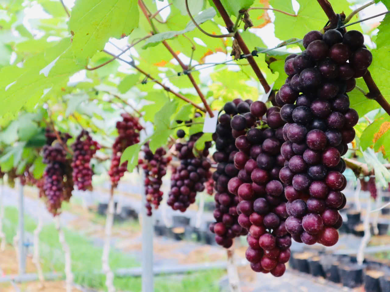 Nho Hạ Đẹn - Quả nho chín mọng, vị chua ngọt đặc trưng